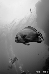 Shark/yolanda Reef Action by Pietro Formis 